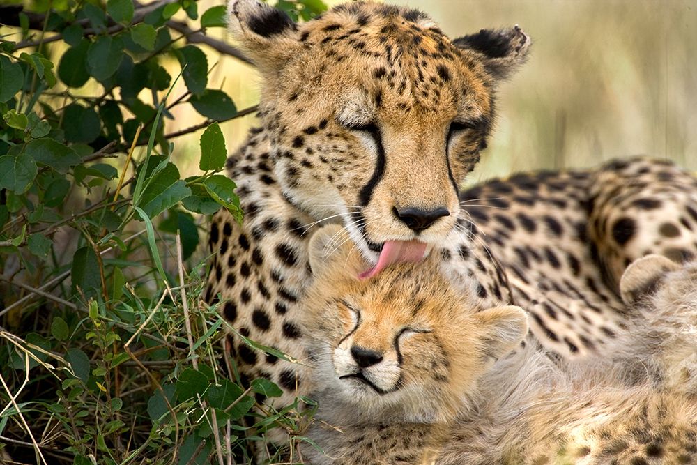 Kenya-Masai Mara National Reserve Cheetah mother grooming cub art print by Jaynes Gallery for $57.95 CAD